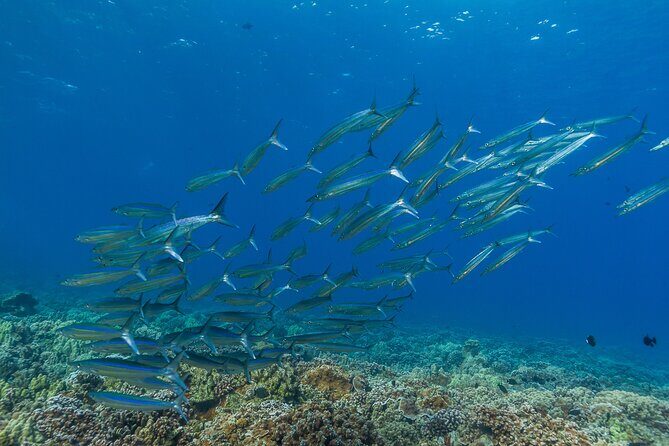 Maui Snorkel and Sunset Sail - FAQ