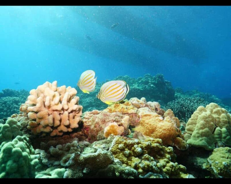 Maui: Snorkel Tour to Coral Gardens - What to Expect on the Snorkel Tour to Coral Gardens