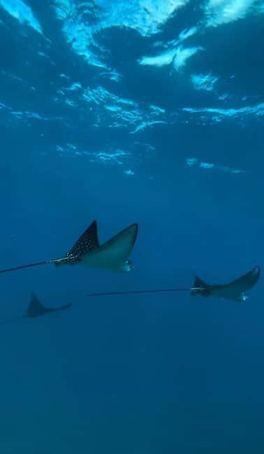 Maui: Snorkel with Turtles and Picnic Tour - What to Expect from the Tour