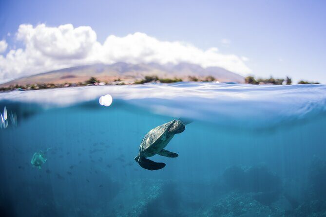 Maui Snorkeling Boat Tour to Turtle Town Aboard Quicksilver - Snorkeling & Marine Life: What You’ll See
