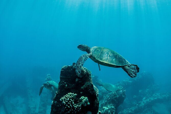 Maui Snorkeling Boat Tour to Turtle Town Aboard Quicksilver - Price & Overall Value