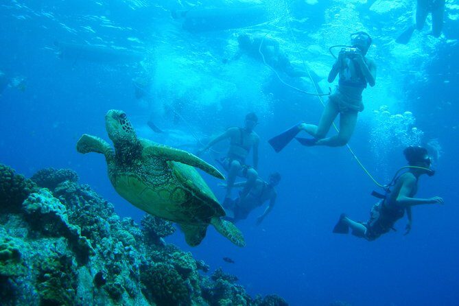 Maui Snorkeling Molokini Crater and Turtle Town - Final Thoughts