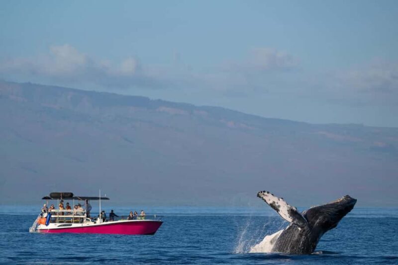 Maui: Sunrise Whale Watch - What Is the Maui Sunrise Whale Watch All About?