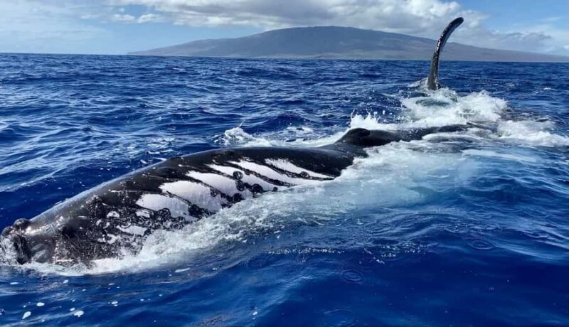 Maui: Sunrise Whale Watch - Why Choose This Tour?