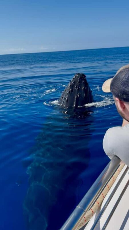 Maui: Sunrise Whale Watch - The Reviews: What Real Travelers Say