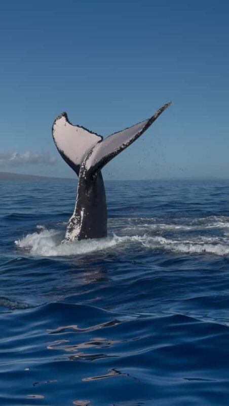 Maui: Sunrise Whale Watch - Practical Details and Considerations