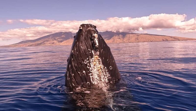 Maui: Sunrise Whale Watch - FAQ