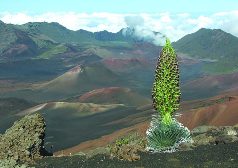 Maui: Sunset & Dinner Tour to Haleakala National Park - An Honest Look at the Maui Sunset & Dinner Tour