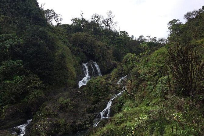 Maui Tour : Road to Hana Day Trip from Lahaina with Pick-up - Stop 2: Bamboo Forest & Rainbow Eucalyptus Trees