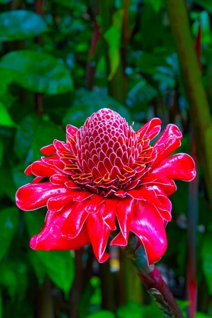 Maui Tropical Rainforest Eco Tour with Lunch - FAQ