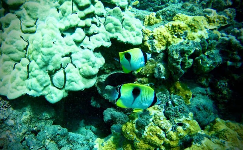 Maui: Turtle Town Snorkeling Tour with a Marine Biologist - What to Expect from the Maui Turtle Town Snorkeling Tour