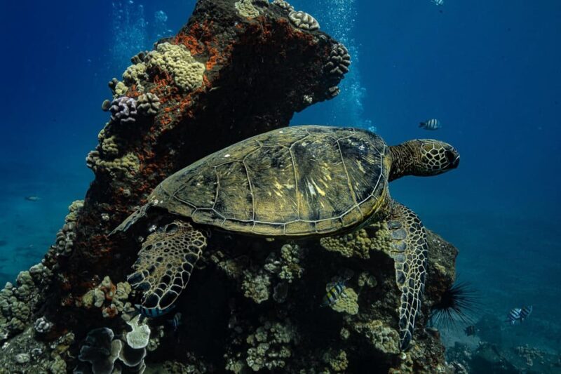 Maui: Turtle Town Sunset Glow Snorkel With Optional Photo - Value and Pricing: Is It Worth It?