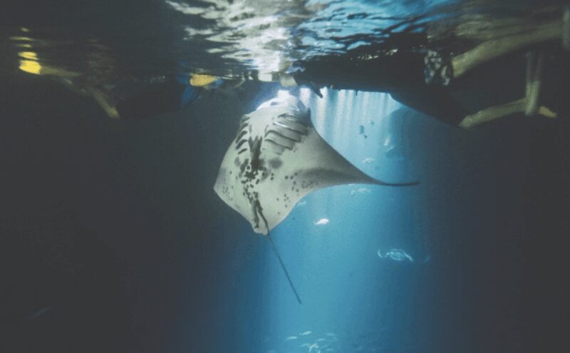 Maui: Turtle Town Sunset Glow Snorkel With Optional Photo - FAQ