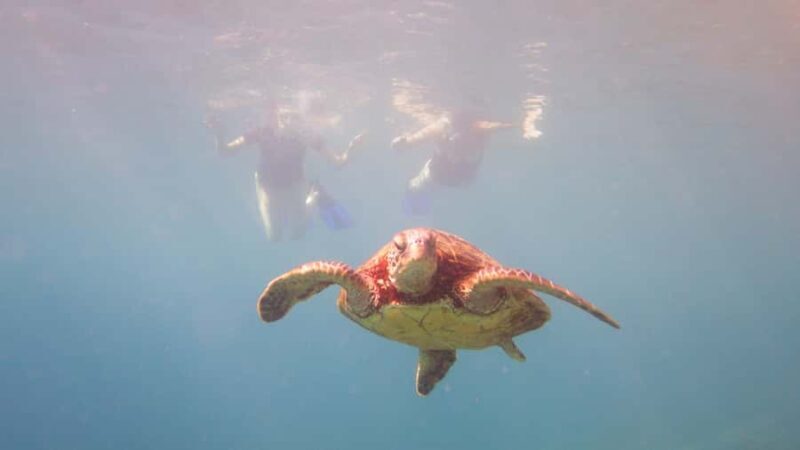 Maui: West Coast Snorkeling Boat Tour w/Breakfast & Lunch - A Deep Dive into the Maui Snorkeling Experience