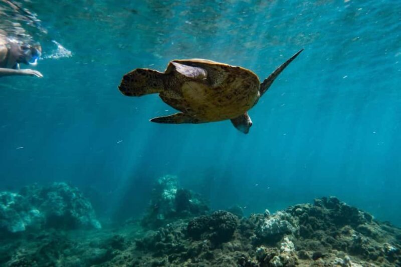 Maui: West Coast Snorkeling Boat Tour w/Breakfast & Lunch - Frequently Asked Questions