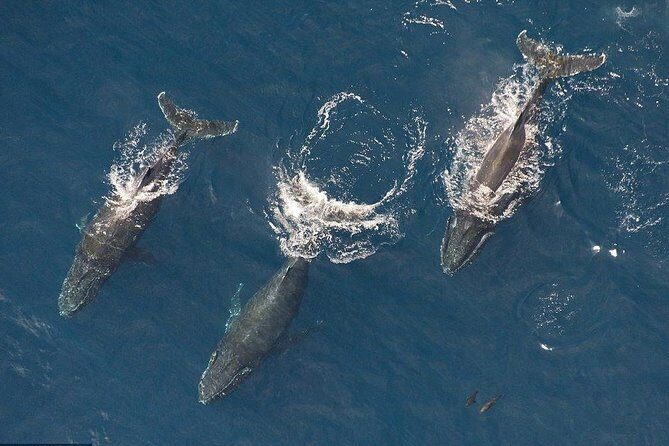 Maui Whale Watching -PRIVATE- Air Tour: (2-5 People): SEE WHALES! - Key Points