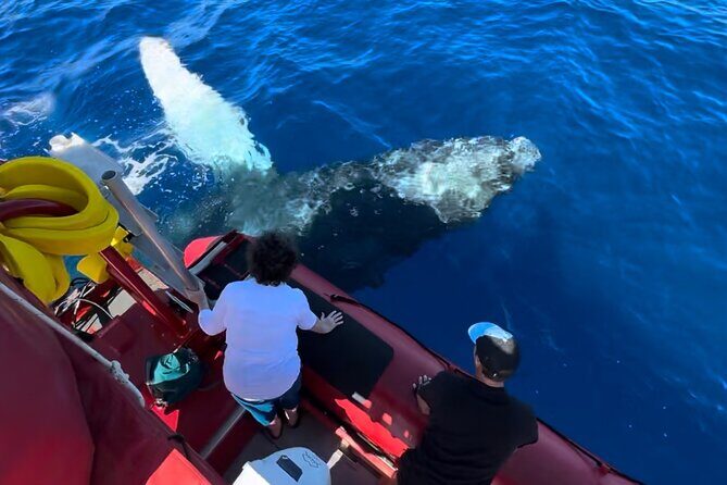 Maui Whale-Watching Tour by Raft from Kihei - What to Expect from the Maui Whale-Watching Tour