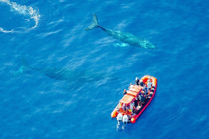 Maui Whale-Watching Tour by Raft from Kihei - The Itinerary Breakdown and What It Means for You
