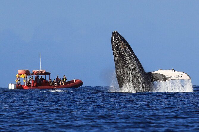 Maui Whale-Watching Tour by Raft from Kihei - The Cost and How It Stacks Up