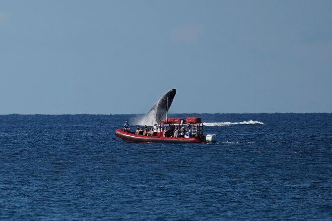 Maui Whale-Watching Tour by Raft from Kihei - Who Should Consider This Tour?