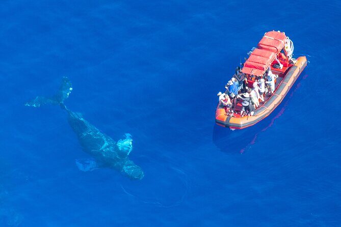 Maui Whale-Watching Tour by Raft from Kihei - FAQs