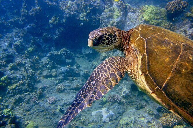 Maui's Only Clear Bottom Kayak Rental (priced per tandem kayak) - What to Expect from Maui’s Only Clear Bottom Kayak Rental