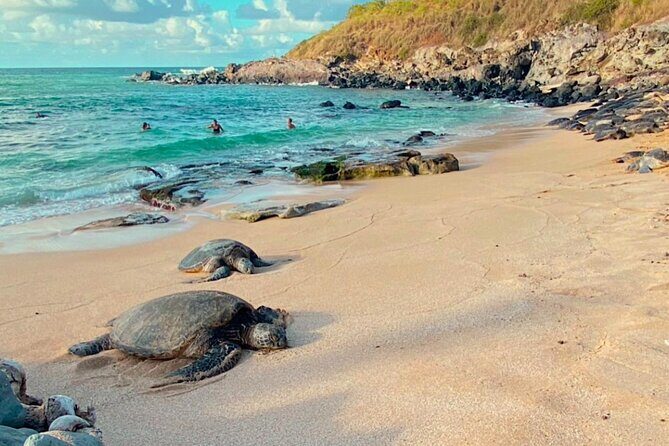 Mauis Sea Turtles, Waterfalls and Road to Hana Adventure - Our Take on the Price and Value