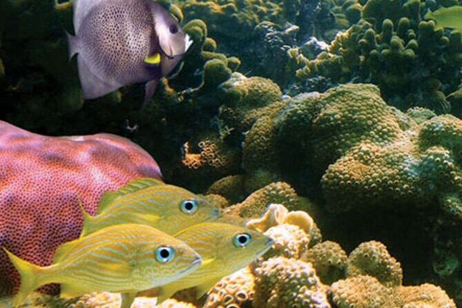 Mauna Kea 2hr One Stop Sealife Snorkel Adventure - Who Is This Tour Best For?