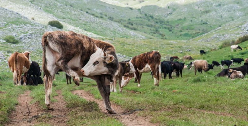 Mavrovo, Galicnik and Jovan Bigorski Monastery from Skopje - Frequently Asked Questions