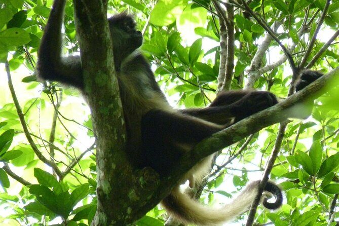 Mayan Adventure to Coba and Cenote and Punta Laguna from Valladolid - The Sum Up