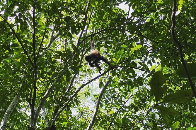 Mayan Jungle Adventure (Private, Full Day) - Authentic Feedback from Past Travelers