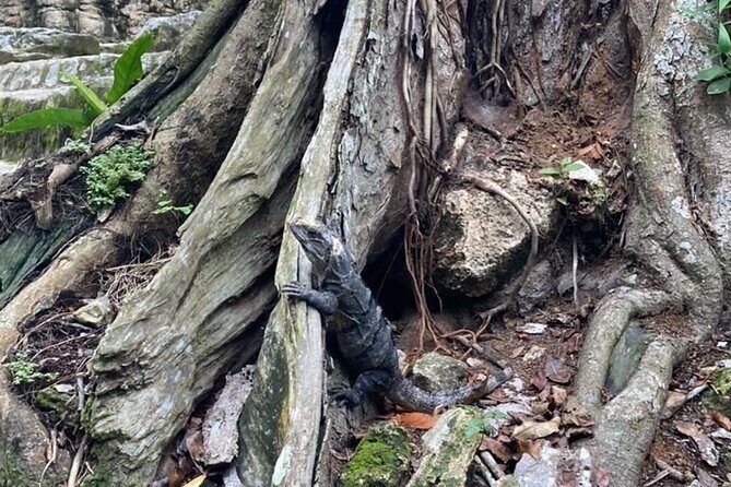 Mayan Jungle Adventure (Private, Full Day) - Final Thoughts