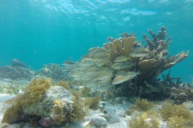 Mayan Jungle Tour Speed Boat Snorkel and Snack - Who Should Consider This Tour?