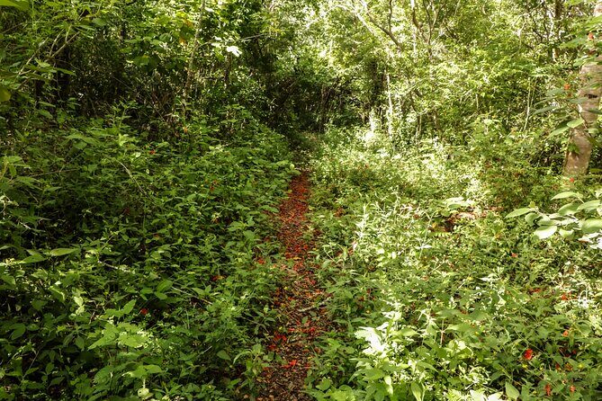 Mayan Trail: Ek Balam, Sacred Cenote and Local Food - Journey Through Ek Balam: The Heart of the Tour