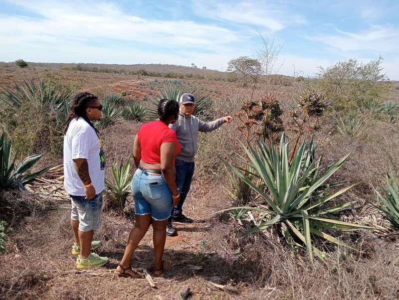 Mazatlan: Mezcal Factory Tour with Tasting and Lunch - Key Points