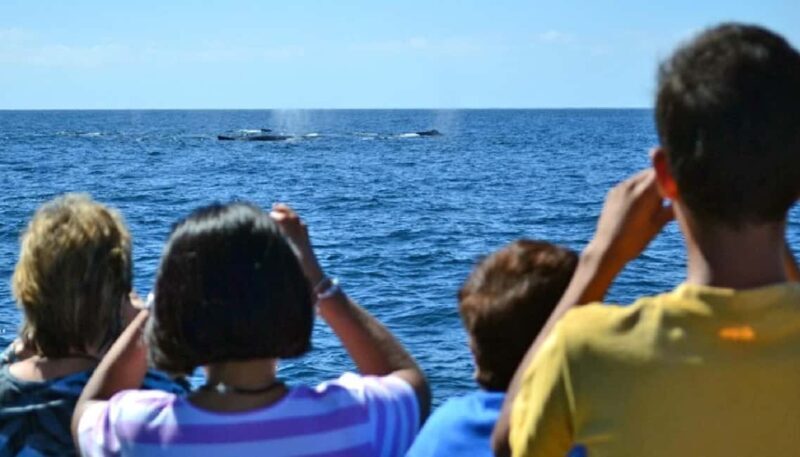 Mazatlán: Whale-Watching Boat Tour with Marine Experts - The Experience and What to Expect