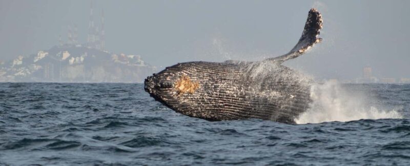 Mazatlán: Whale-Watching Boat Tour with Marine Experts - Authentic Feedback from Travelers