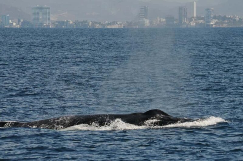 Mazatlán: Whale-Watching Boat Tour with Marine Experts - FAQ