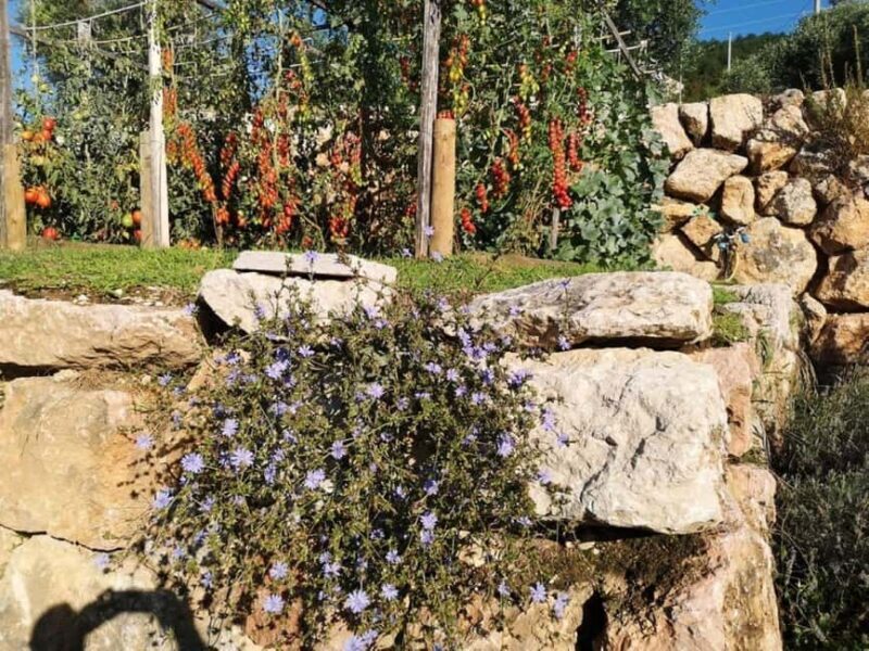 Mazzurega: Winery Tour with Tasting and Food Pairing - The Sum Up