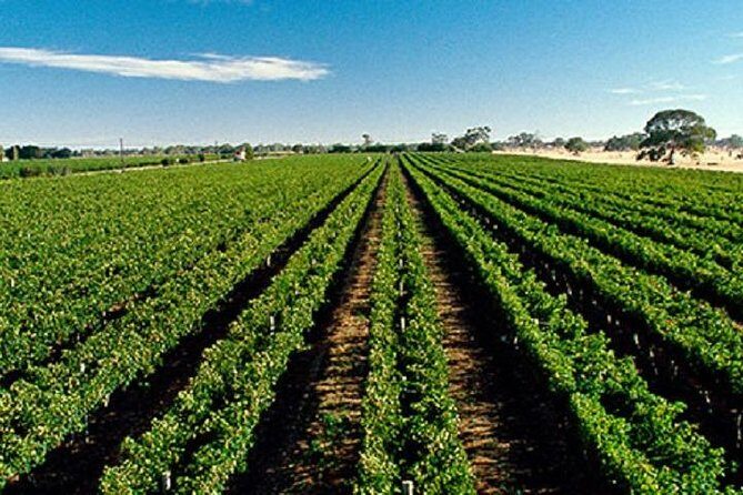 McLaren Vale Private Luxury Wine Tour - Full Day - Frequently Asked Questions