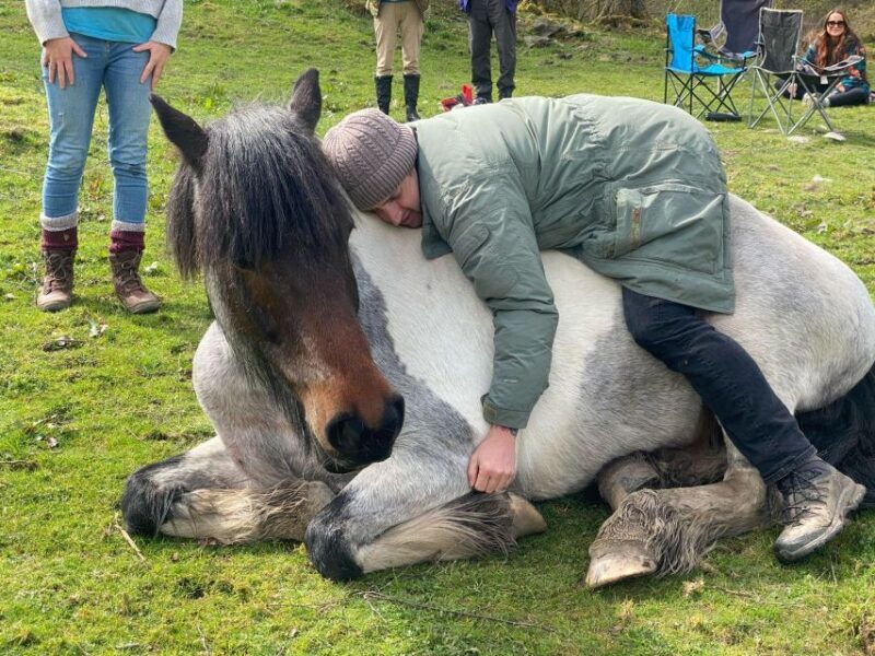 Meditate With Horses - Who Will Love This Experience?