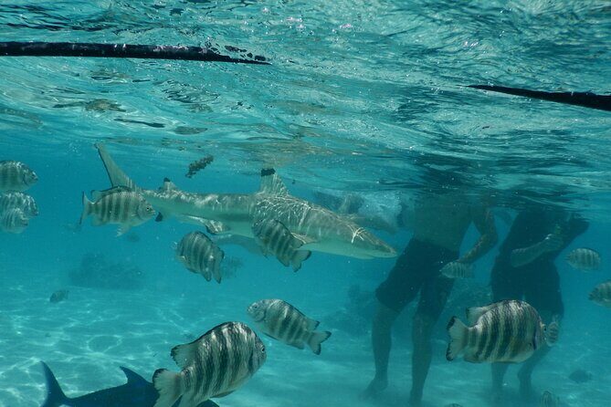 Medium Magical Combo in Moorea of 2 hours of Jetski and 3h30 of Quad - The Itinerary Explored in Detail