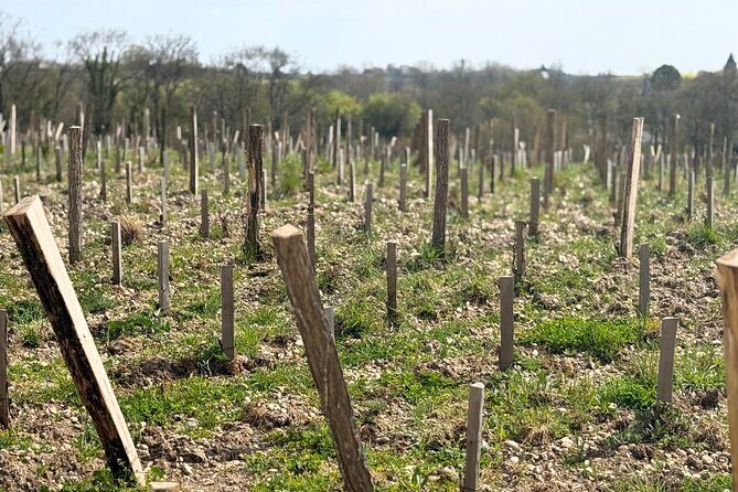 Medoc 1855 Individual Full Day Wine Tour - The Final Word