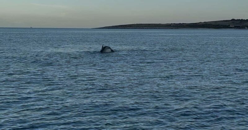 Medulin: Christmas Boat Trip with Lunch and Drinks - Key Points