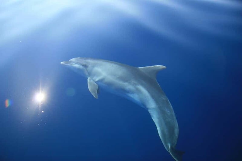 Medulin: Full-Day Boat Tour to Kamenjak and Levan w/ Lunch - Setting the Scene: What This Tour Offers