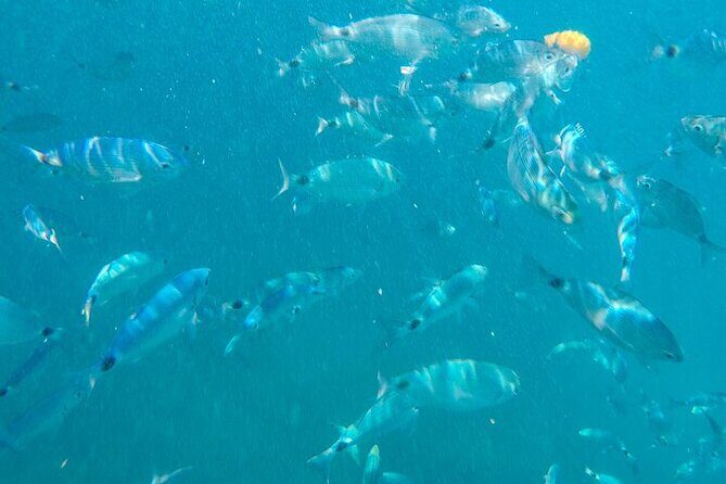 Medulin: Glass Boat Tour Experience to Kamenjak - Final Words