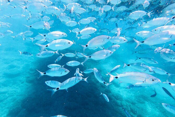 Medulin -Kamenjak 5h boat trip with lunch & drinks on Sandra Boat - Practical Details: What You Need to Know