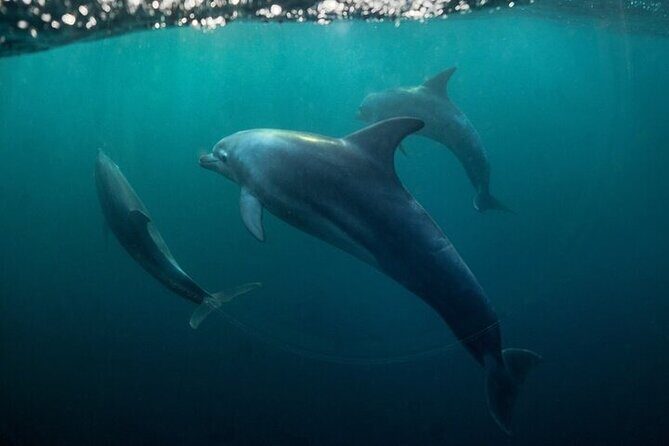 Meet Dolphins in Huatulco - A Closer Look at the Experience