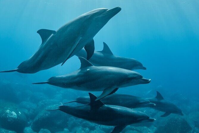Meet Dolphins in Huatulco - Who Is This Tour Best For?