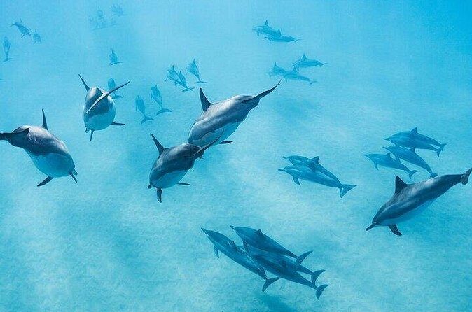 Meet Dolphins in Huatulco - FAQs